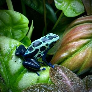 Meet your Posher, Ash